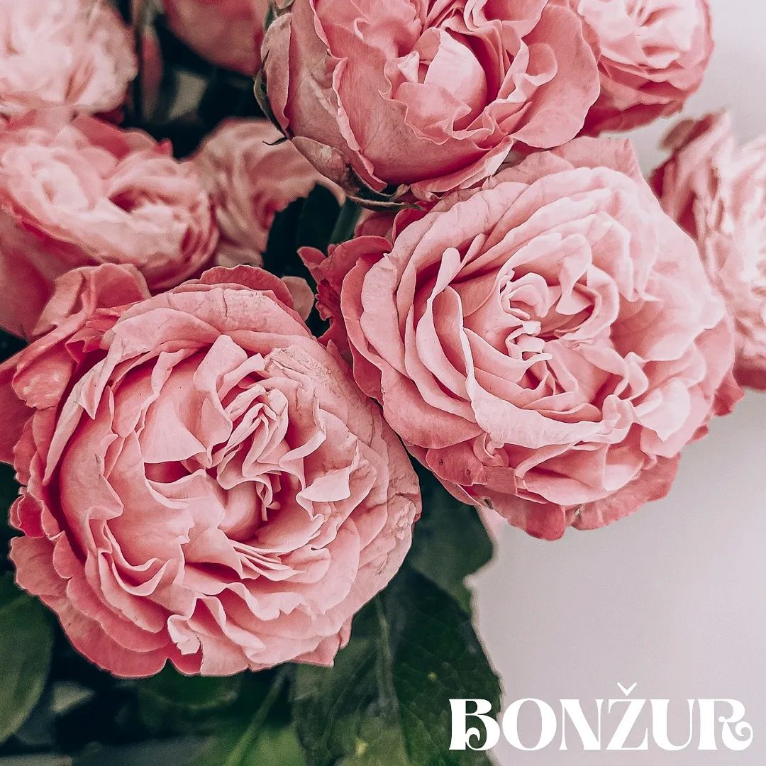 Drage dame, kupite sebi buket ruža za kraj radne nedelje.
Da nam ovo bude jedan cvetni vikend. 🤍🌸

#flowers #fridayiaminlove #friday #weekendvibes #mood #roses #pinkrose #womanpower #petak #ruze #cvece #vikend